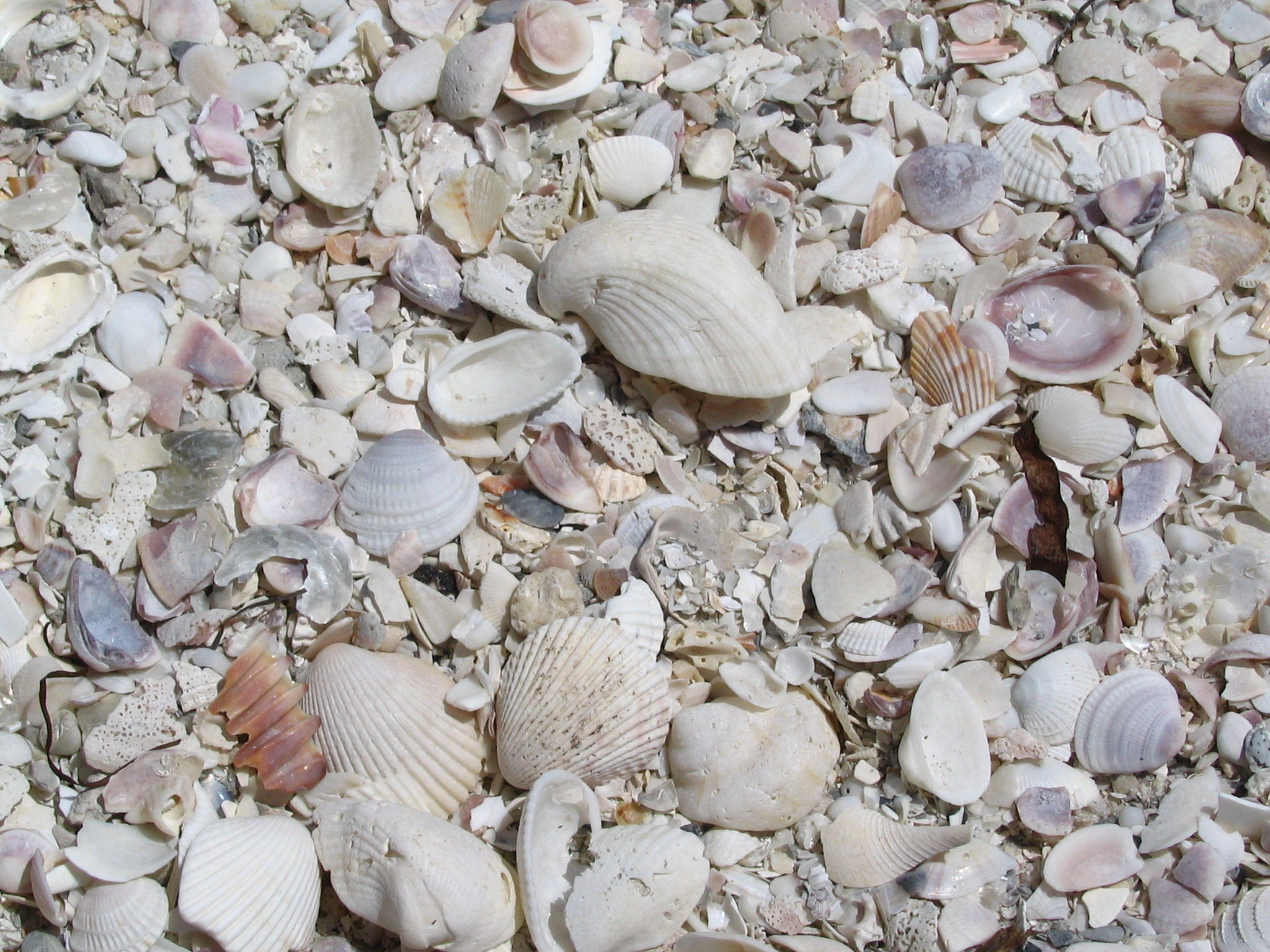 Shells on the beach at lands end St.Pete Beach